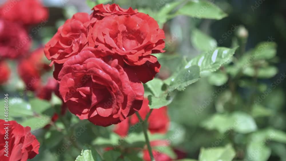 red roses quitly in a beutifull garden close up with a light breeze red roses quitly in a beutifull garden close up with a light breeze
