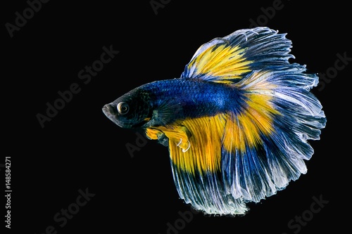 Siamese Fighting Fish 