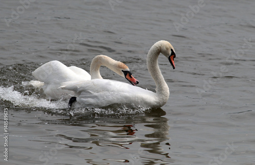 Two male swans  Cygnus olor  during a fight for supremacy in mating season on the River Danube at Zemun in the Belgrade Serbia.
