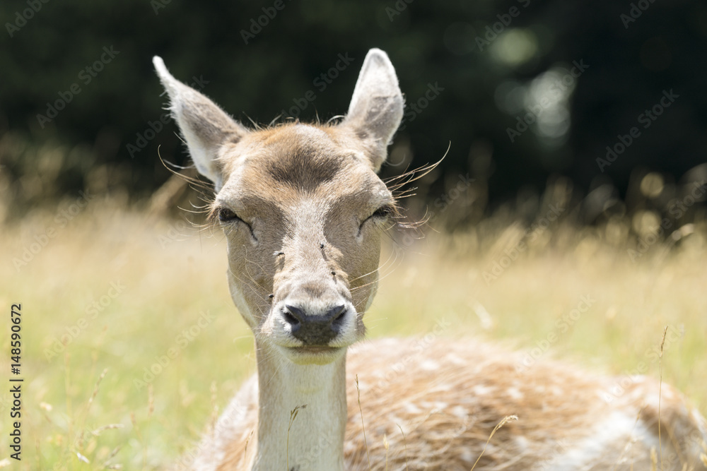 Sitting female deer enjoying the sun.
