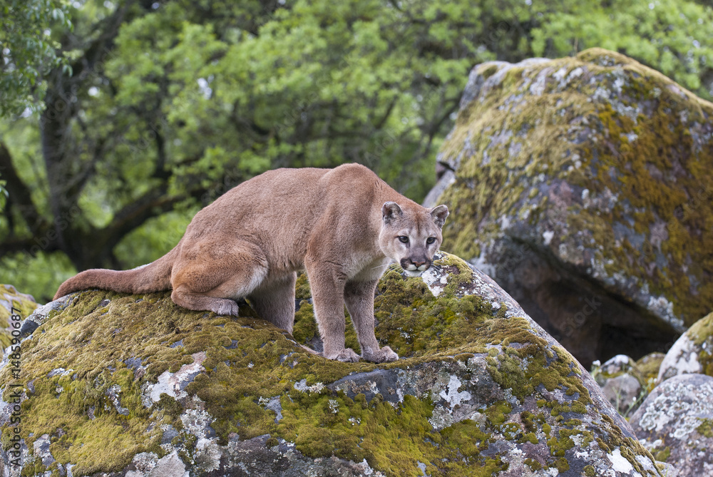 Fototapeta premium Mountain lion on lichen covered rocks