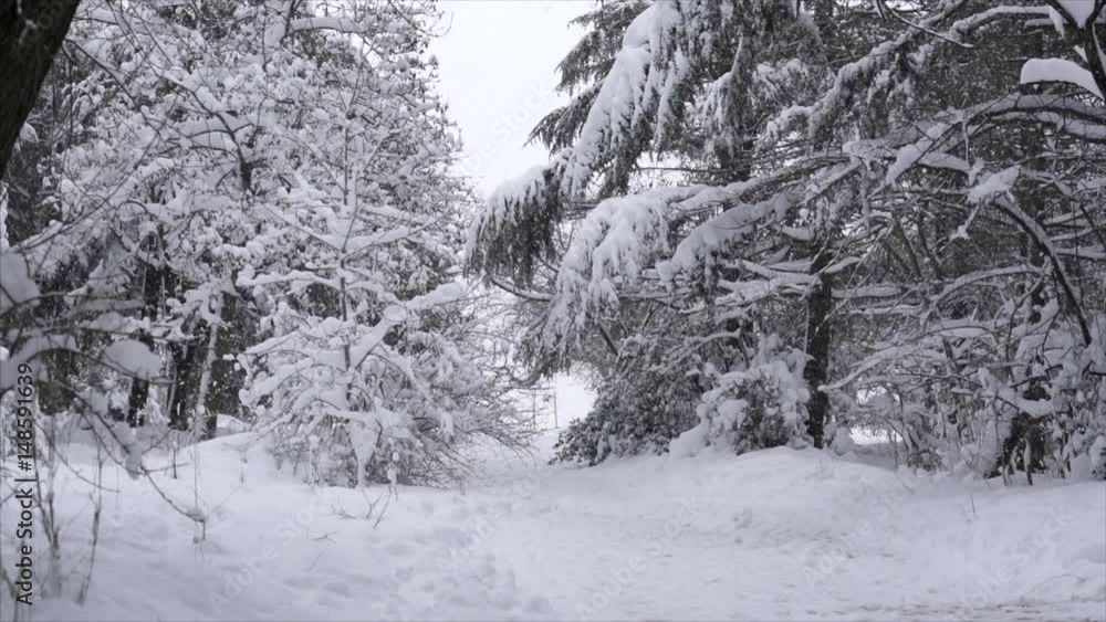 Falling snow in a winter park with snow covered trees - Slow Motion Falling snow in a winter park with snow covered trees - Slow Motion