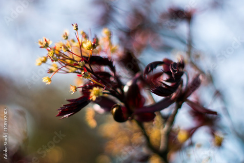 Tree branch in spring with narrow depth of field and bokeh