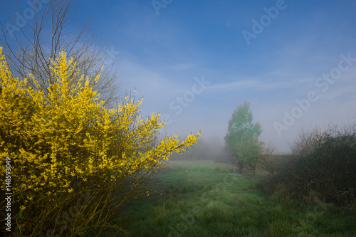 Spring foggy morning on a meadow in a French countryside