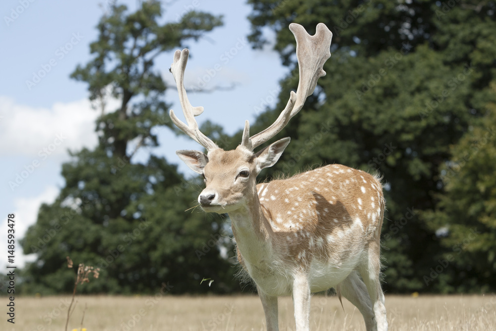 Fototapeta premium Deer in parkland.