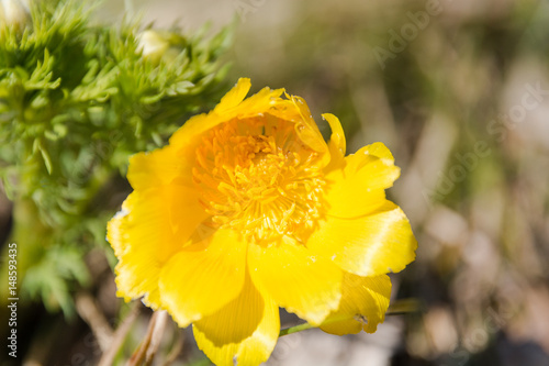 Plakat the adonis is yellow. spring flower.