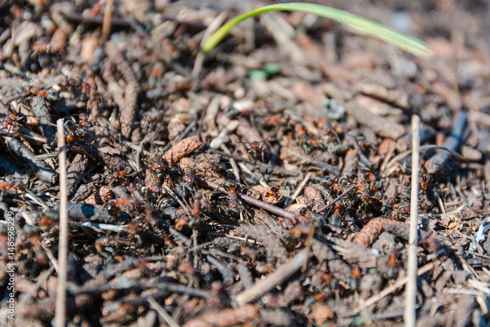 ants red. it is a lot of ants. ant hill. ants red. it is a lot of ants. ant hill.