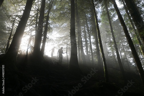 Фотография Light Mist Tress In Forest