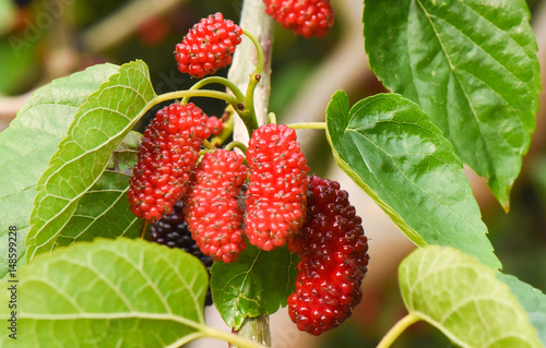 Fresh mulberry fruits on branch of red mulberry tree.