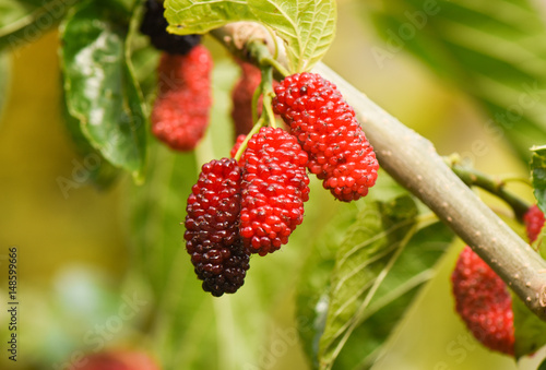 Fresh mulberry fruits on branch of red mulberry tree.