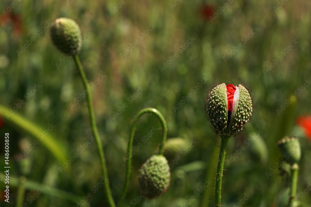 Poppy buds in the meadow, Papaver rhoeas Close Up Poppy buds in the meadow, Papaver rhoeas Close Up