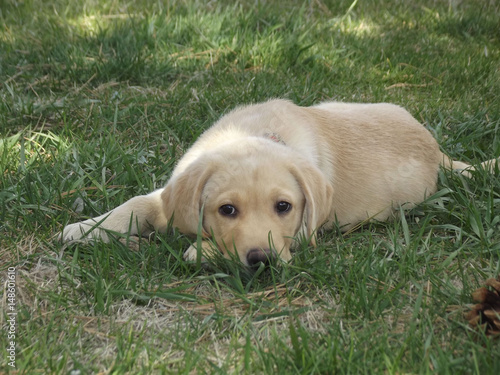 dog Laying