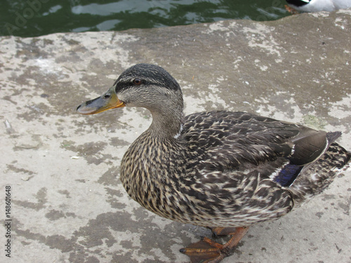 Mallard Hen