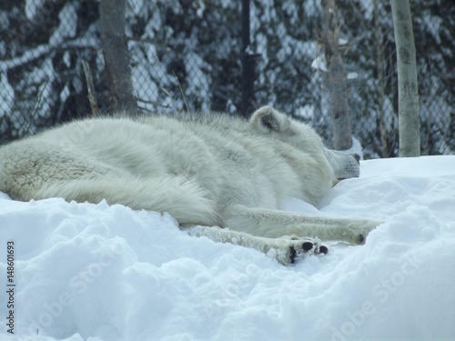 wolf sleeping