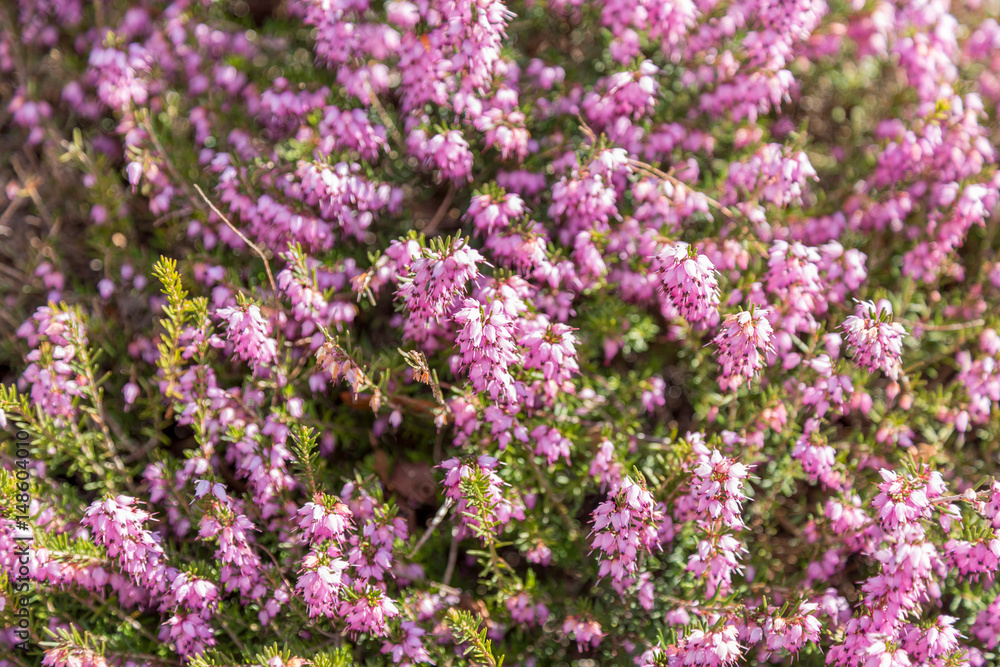 Texture of a bush of light pink flowers and green leaves