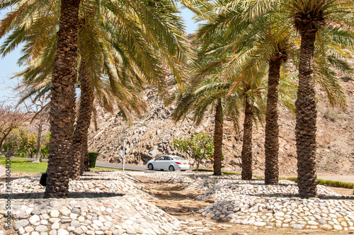 Palmy w pobliżu parku Riam w Muscat.