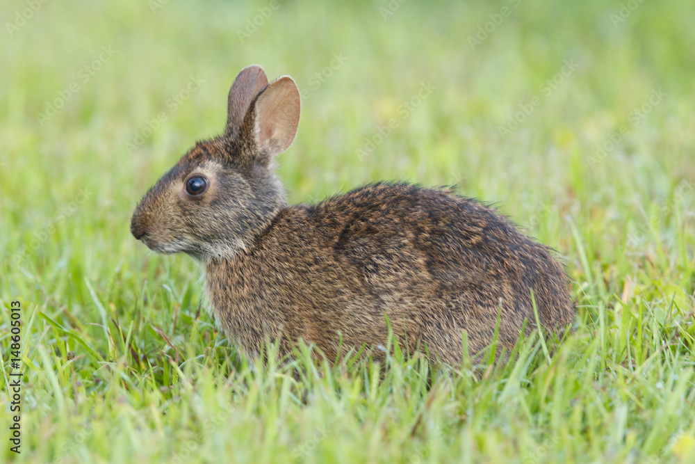 Fototapeta premium Marsh Rabbit