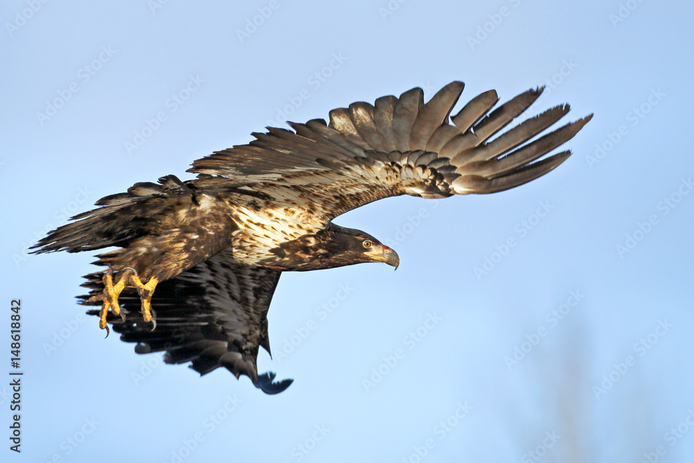 Fototapeta premium Immature Bald eagle in flight.