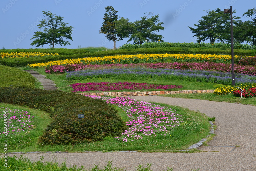 夏に咲く花々 夏に咲く花々