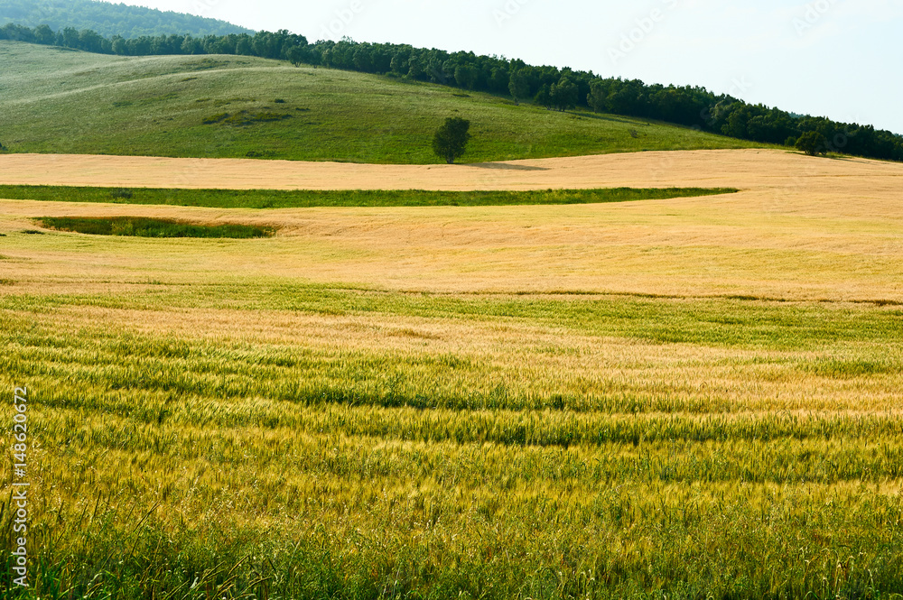 The cornfield landscape