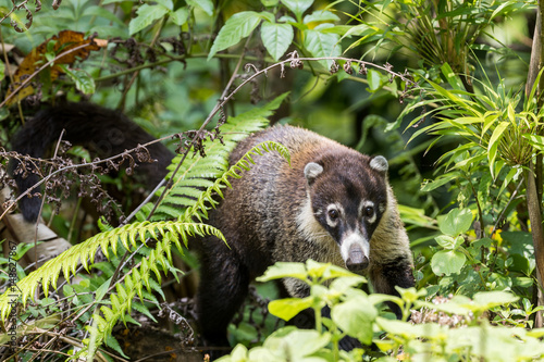Photos White-nosed coati