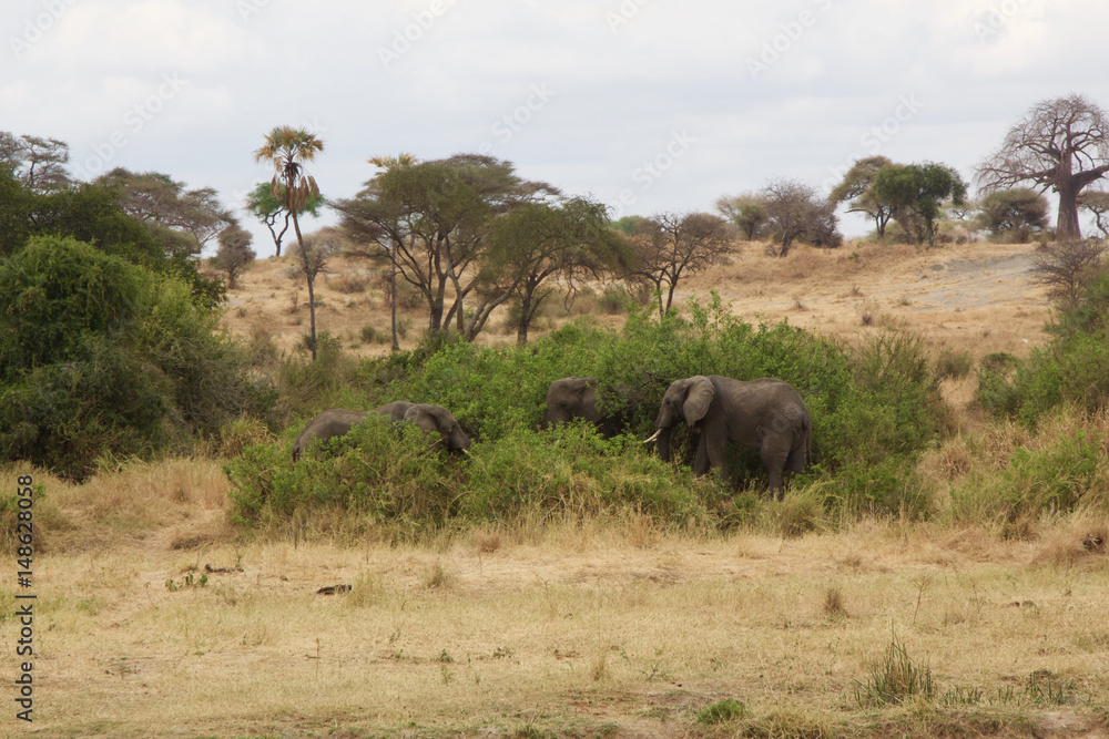 Elephants in Tarangire National Park Elephants in Tarangire National Park