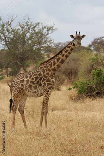 A Lone Giraffe in Africa © David