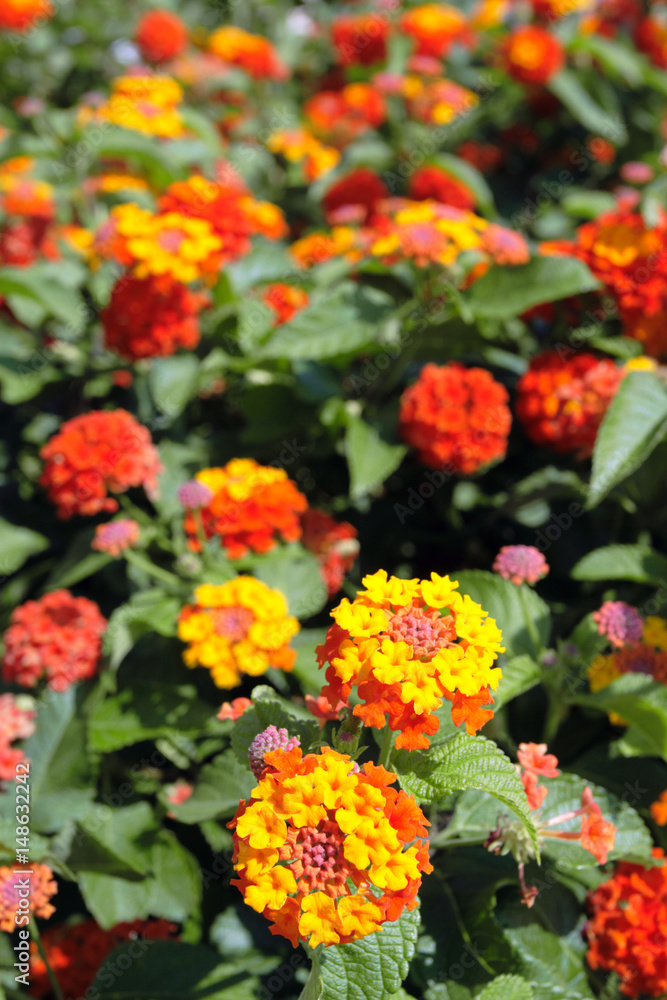 Lantana flowers Lantana flowers