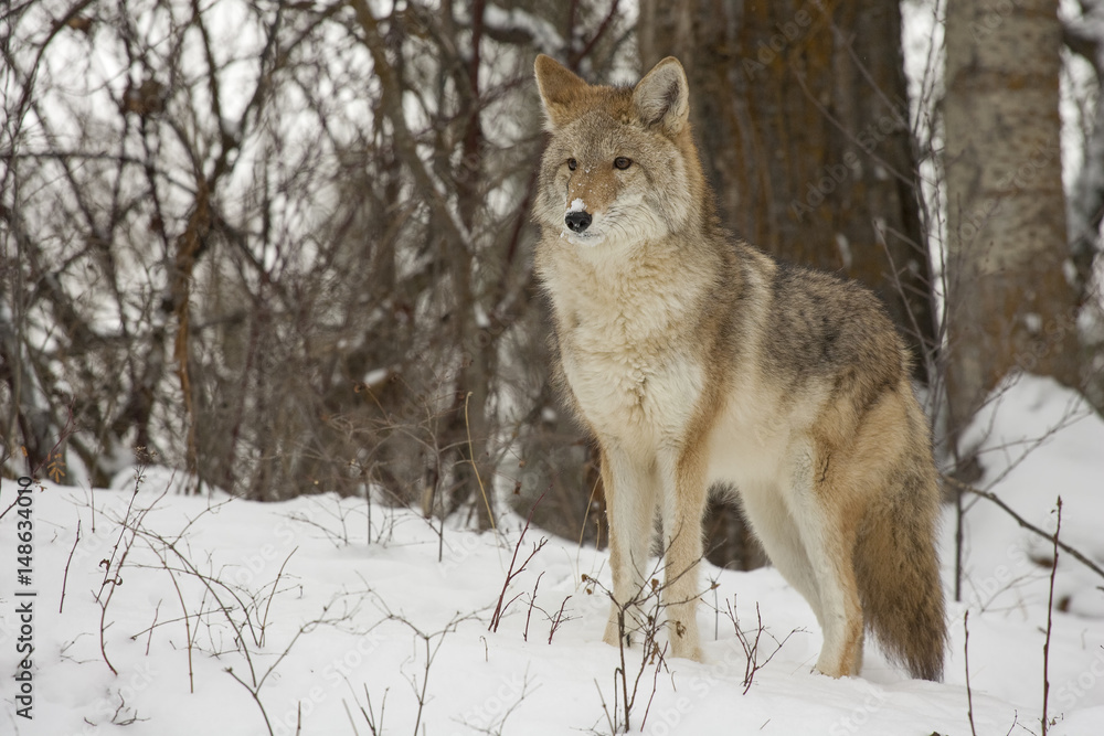 Coyote standing in snow with deciduous trees in background Coyote standing in snow with deciduous trees in background