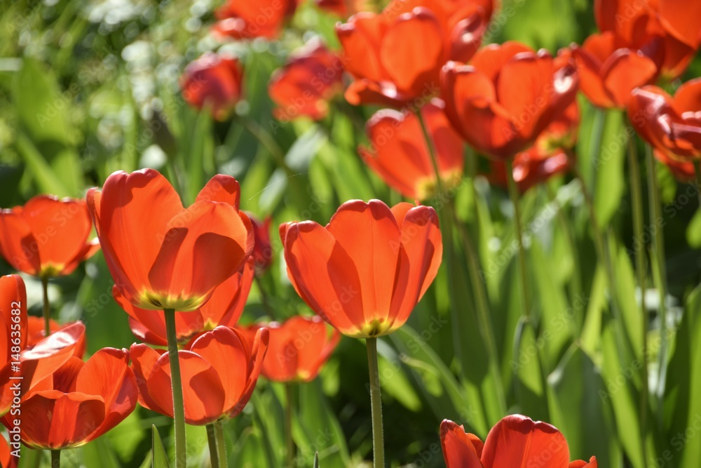 Wiese mit bunten Blumen Wiese mit bunten Blumen