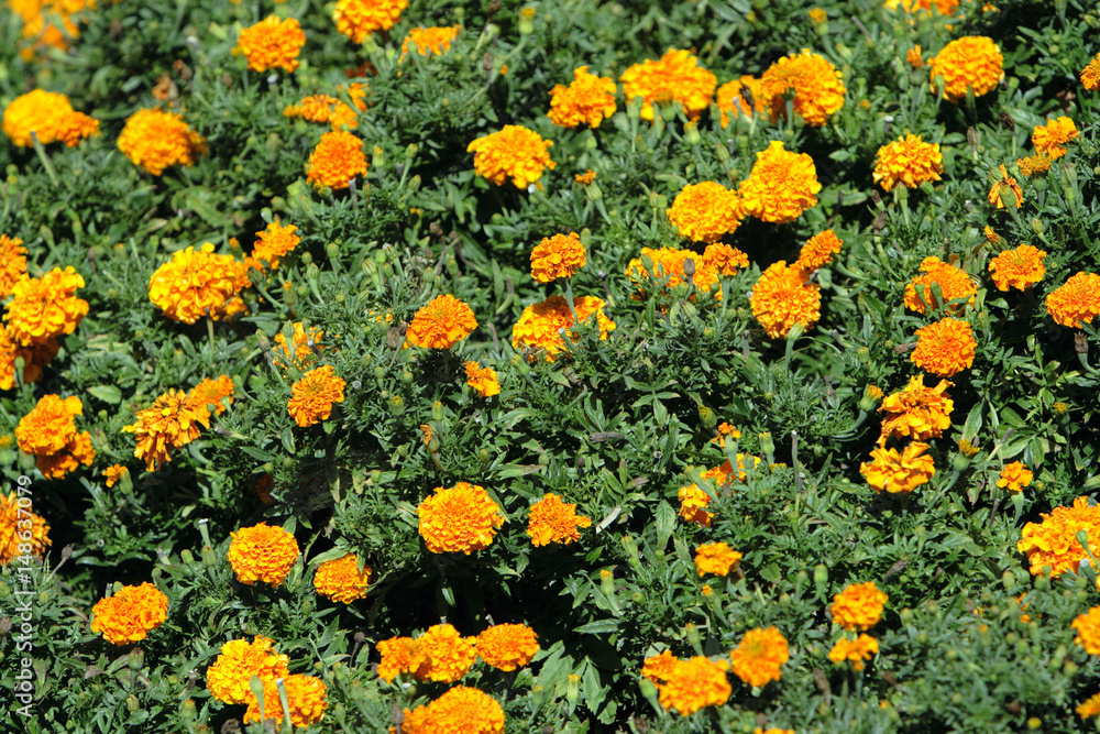 Marigold flowers Calendula officinalis
