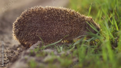 hedgehog walking from dry ground to green grass in sunset time photo