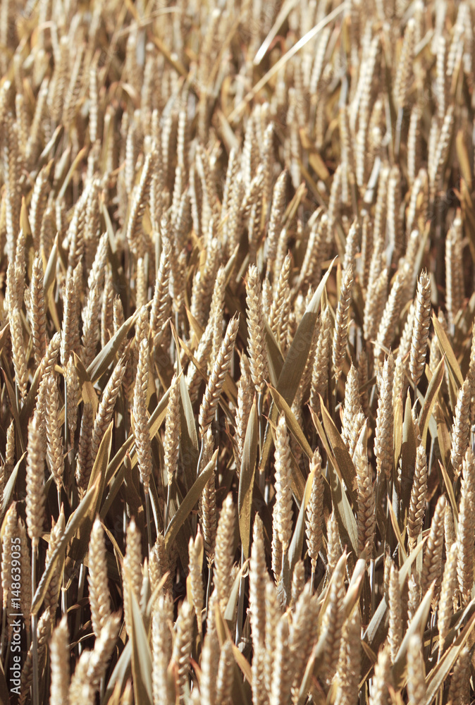 Fototapeta premium Wheat field