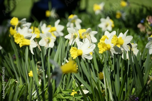 Wiese mit bunten Blumen