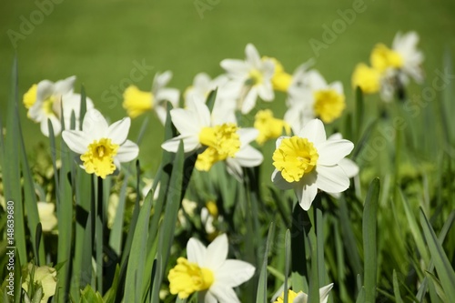 Wiese mit bunten Blumen