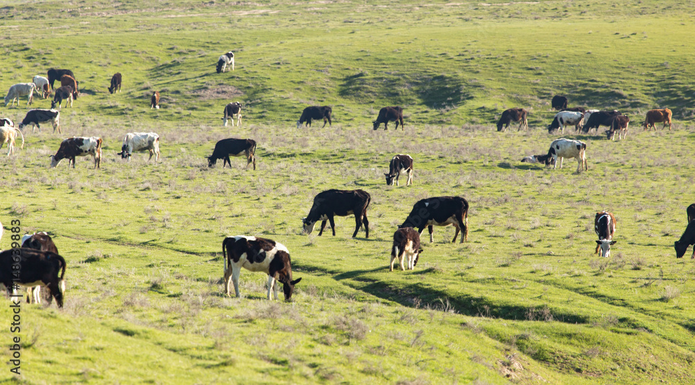 Cows graze on pasture on nature Cows graze on pasture on nature