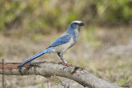 Endangered Scrub Jay photo