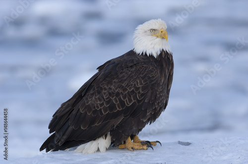 Bald eagle standing on ice in bay in Homer, Alaska