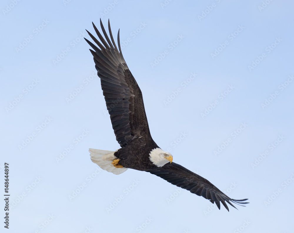 Bald eagle flying over the bay in Homer, Alaska Bald eagle flying over the bay in Homer, Alaska