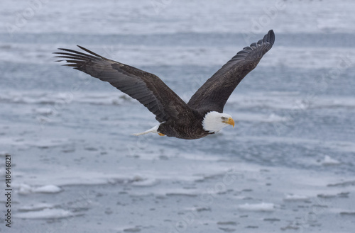 Bald eagle flying over the bay in Homer  Alaska