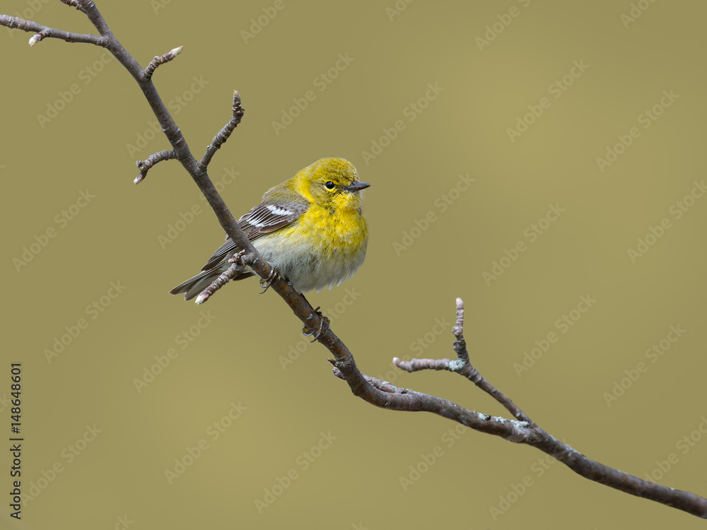 Obraz premium Pine Warbler in Spring