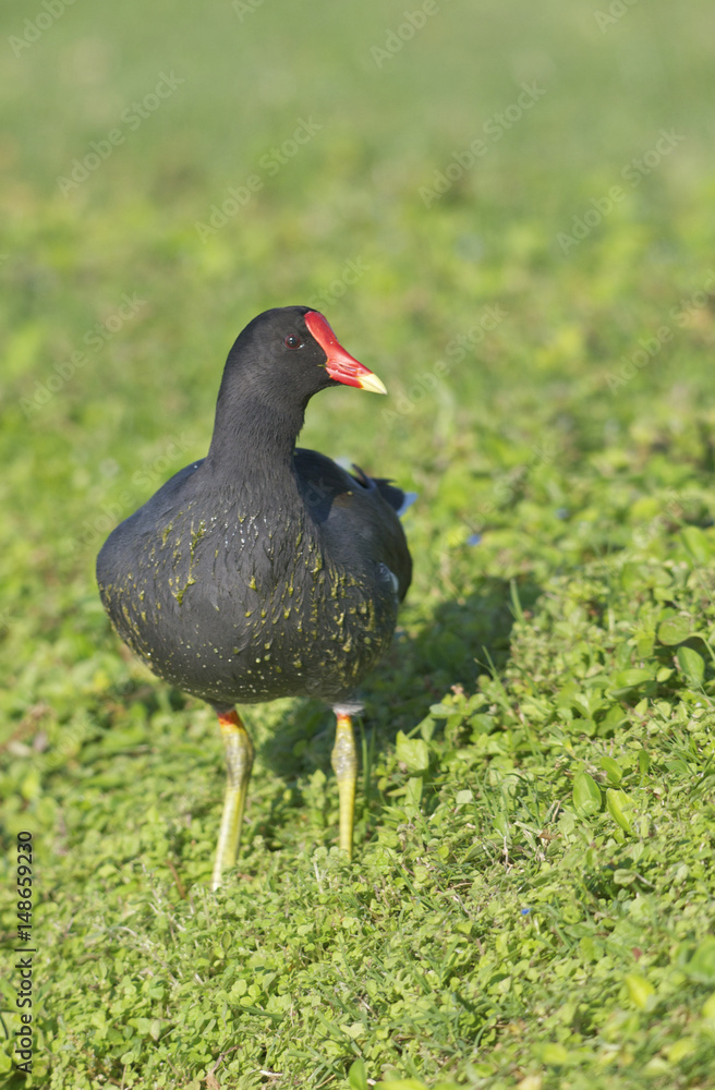 Common Moorhen Common Moorhen