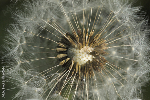 Closeup of dandelion