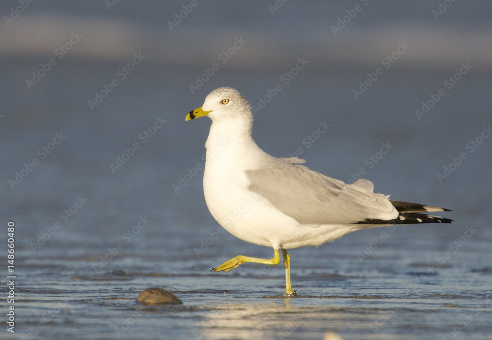 Herring Gull, Larus delawarensis argentatus Herring Gull, Larus delawarensis argentatus
