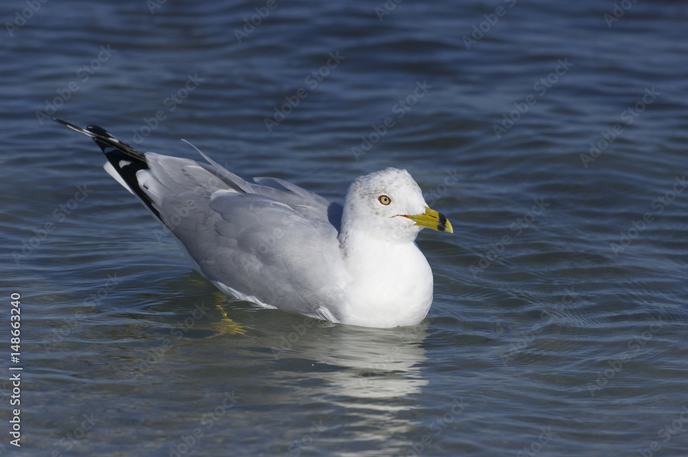 Herring Gull, Larus delawarensis argentatus Herring Gull, Larus delawarensis argentatus