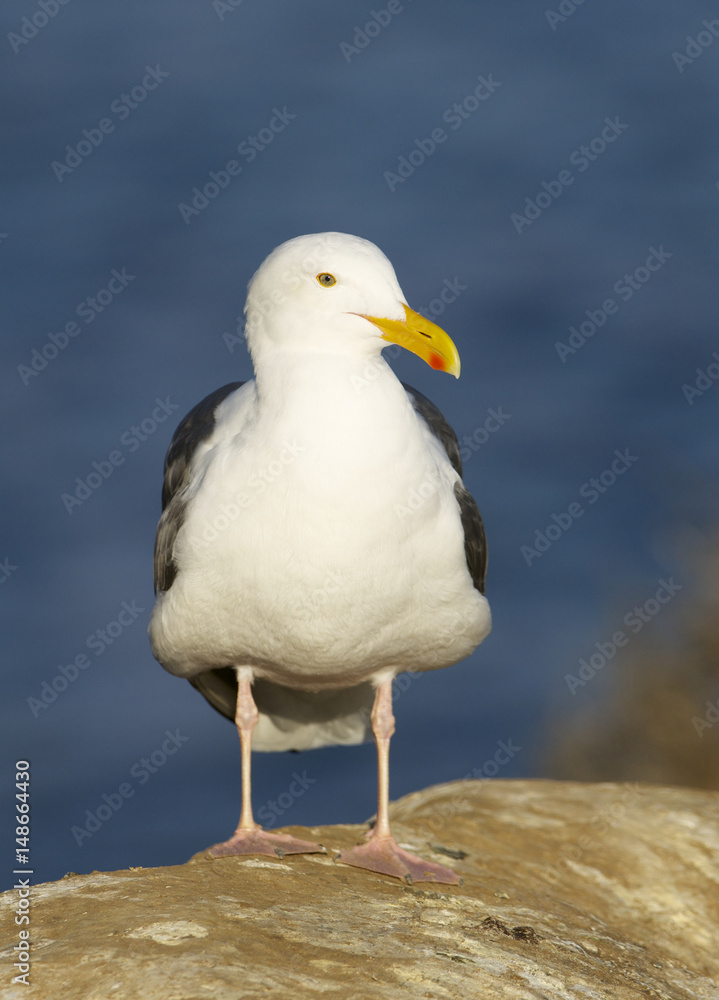 Western Gull, Larus occidentalis