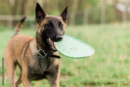 Obraz na plátne One Male Belgian Malinois playing in grassy park