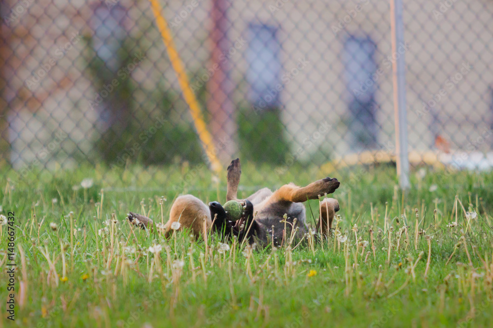 One Male Belgian Malinois playing in grassy park One Male Belgian Malinois playing in grassy park