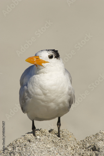 Royal Tern, Sterna maxima © moosehenderson
