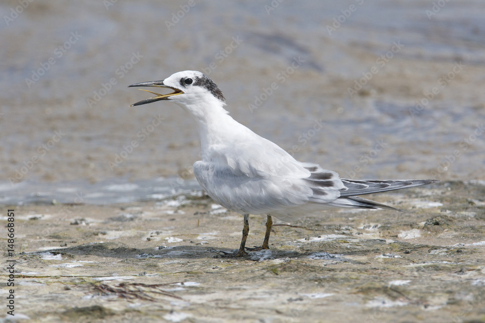 Sandwich Tern, Thalasseus sandvicensis Sandwich Tern, Thalasseus sandvicensis